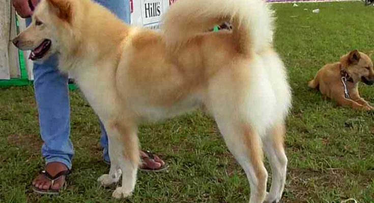 Radar Bali Diakui Ras Asli Indonesia Nilai Jual Anjing